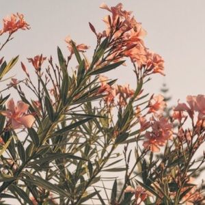 Meet your Posher, Stephania