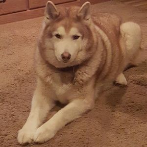 Meet your Posher, Shelby