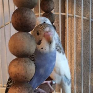 Meet your Posher, Norma