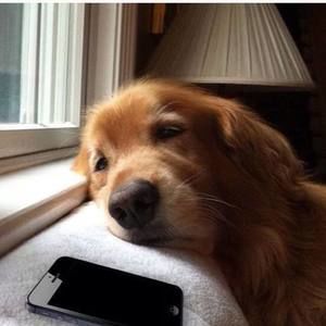 Meet your Posher, Anne