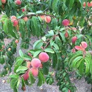 Meet your Posher, Margarita