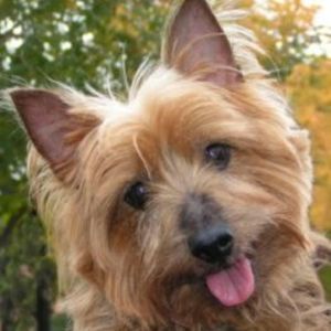 Meet your Posher, Piper