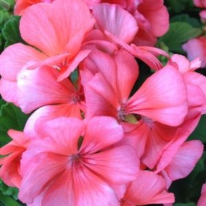 Meet your Posher, Kristin