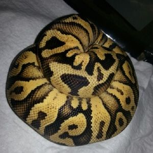 Meet your Posher, Daphne