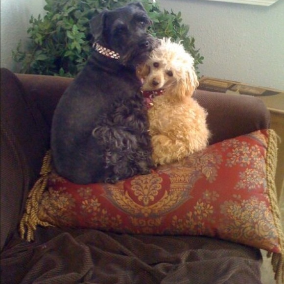 Meet your Posher, Brenda - Picture 3 of 8