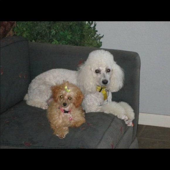 Meet your Posher, Brenda - Picture 4 of 8