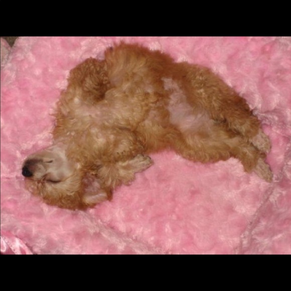 Meet your Posher, Brenda - Picture 5 of 8