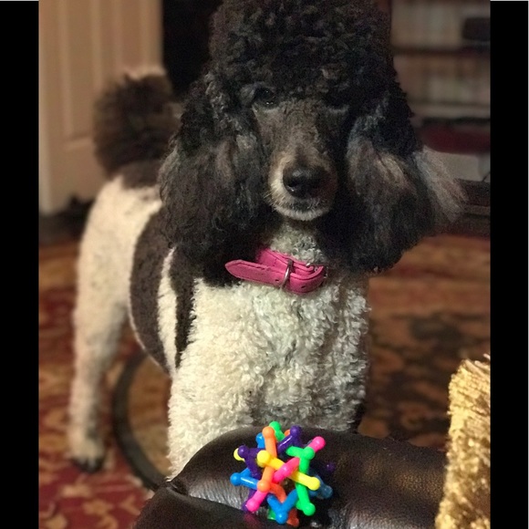 Meet your Posher, Brenda - Picture 6 of 8