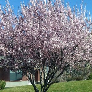 Meet your Posher, Sierra