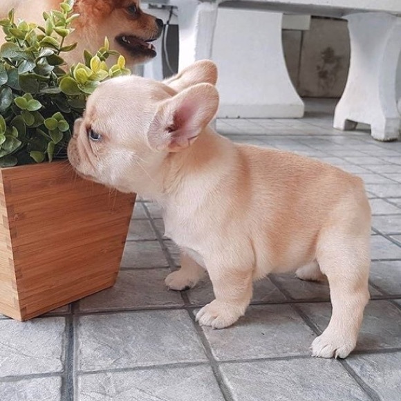 Meet your Posher, Elsa - Picture 1 of 1