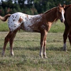 Meet your Posher, Jan