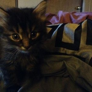 Meet your Posher, Amber