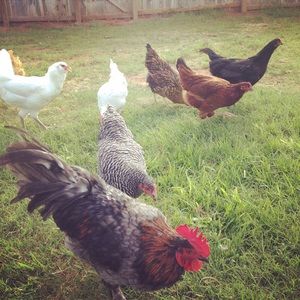 Meet your Posher, Kellie