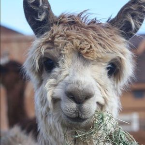 Meet your Posher, Audrey