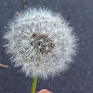 Meet your Posher, Rixi