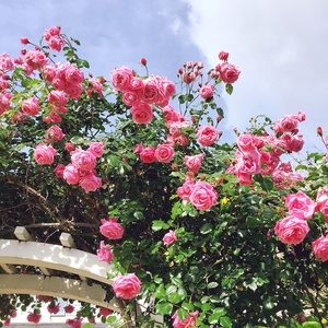 Meet your Posher, Julieth