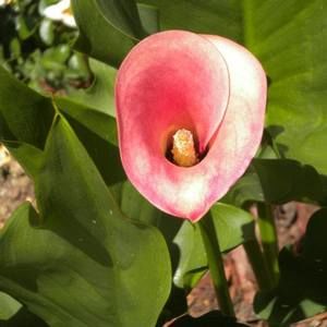 Meet your Posher, Jan