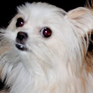 Meet your Posher, Ginette