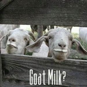 Meet your Posher, Patty