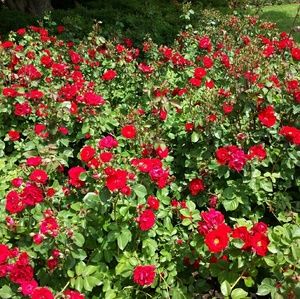 Meet your Posher, Nantana