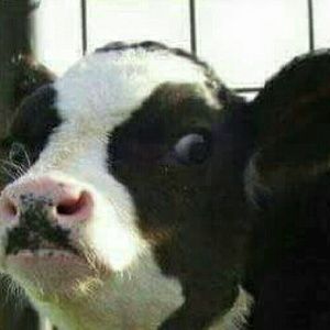 Meet your Posher, Kelley