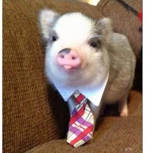 Meet your Posher, Claudia