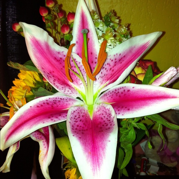 Meet your Posher, Maria