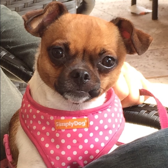 Meet your Posher, Holly - Picture 1 of 1