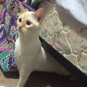 Meet your Posher, Kacie