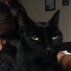 Meet your Posher, Ginger