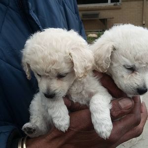 Meet your Posher, Bernadette whosthatlady