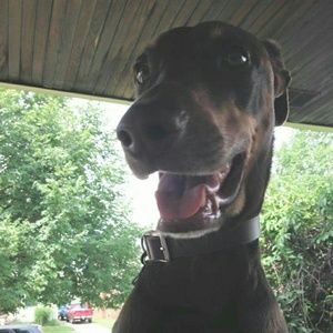 Meet your Posher, Bridget