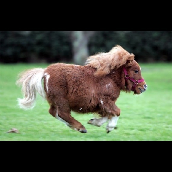 Meet your Posher, Natalie - Picture 1 of 1