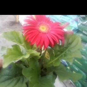 Meet your Posher, Farren