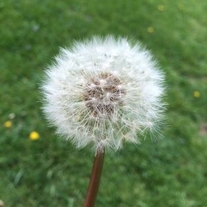 Meet your Posher, Allie