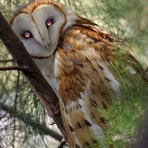 Meet your Posher, Debra