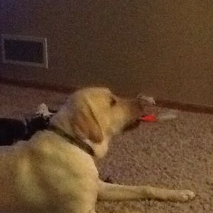 Meet your Posher, Mollie