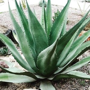 Meet your Posher, Annette