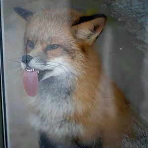 Meet your Posher, Leeann