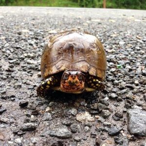 Meet your Posher, Emma