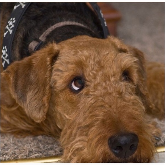 Wanted : Posh Dogs - Picture 1 of 4
