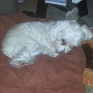 Meet your Posher, Ginny