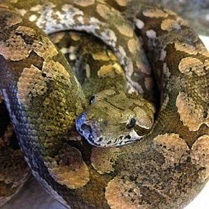 Meet your Posher, Donna