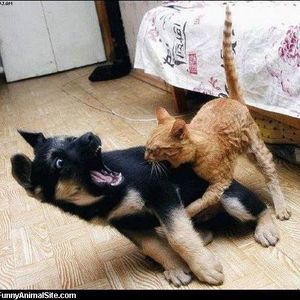 Meet your Posher, Shannon