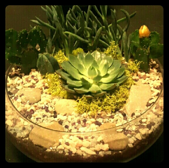 Succulent & Cacti Terrarium