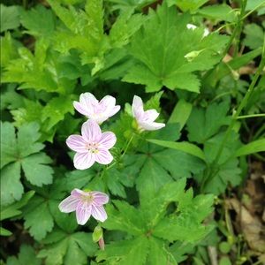 Meet your Posher, Bridget