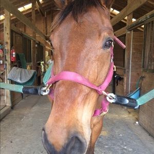 Meet your Posher, Daisy