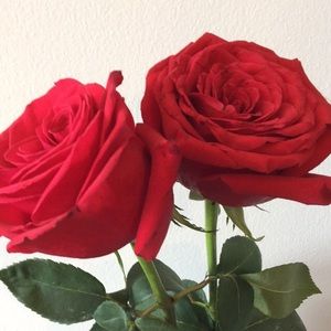 Meet your Posher, Jane