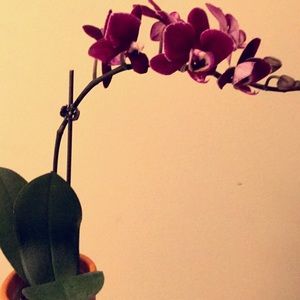 Meet your Posher, Jane