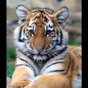 Meet your Posher, Gabrielle